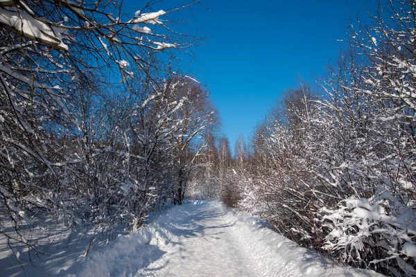Invierno Soleado Nieve Bosque Camino Paisaje Escena — Foto de Stock