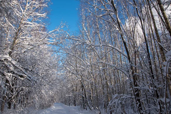 Invierno Soleado Nieve Bosque Camino Paisaje Escena — Foto de Stock