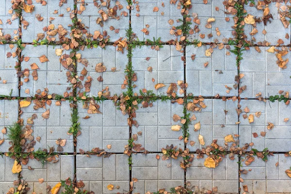 Fliesen mit Blättern — Stockfoto