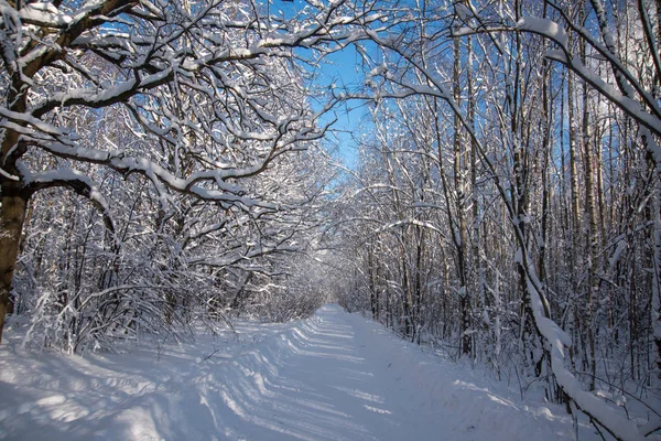 Camino Través Del Bosque Congelado Con Nieve Día Soleado — Foto de Stock