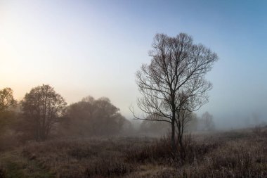 Mistik sonbahar ağacı sabah sis içinde