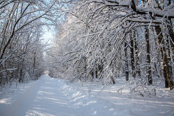 Camino Través Del Bosque Congelado Con Nieve Día Soleado — Foto de Stock