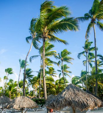 Yeşil palmiye ağacı üzerinde beyaz kum plaj