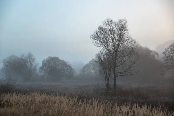 Mystic Drzewo Jesień Porannej Mgle — Zdjęcie stockowe