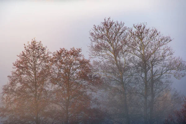 Misty Fog Morning Forest Landscape — Stock Photo, Image