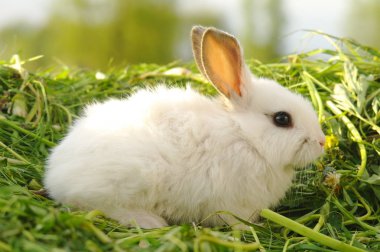 komik bebek beyaz tavşan çim.