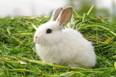 komik bebek beyaz tavşan çim.