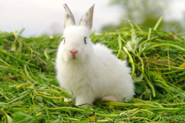 komik bebek beyaz tavşan çim.