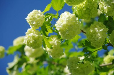 Mavi gökyüzü arka planı kokulu beyaz.