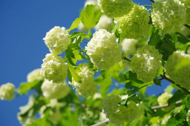 Mavi gökyüzü arka planı kokulu beyaz.