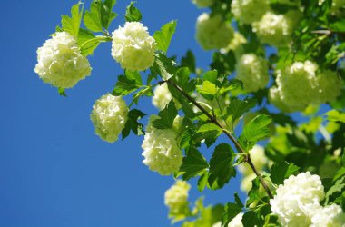Mavi gökyüzü arka planı kokulu beyaz.