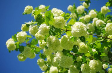 Mavi gökyüzü arka planı kokulu beyaz.