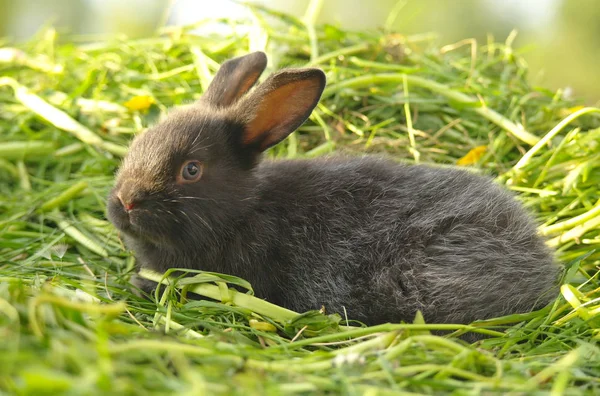 Zwarte Konijn Groen Gras — Stockfoto