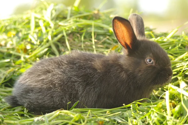 Zwarte Konijn Groen Gras — Stockfoto