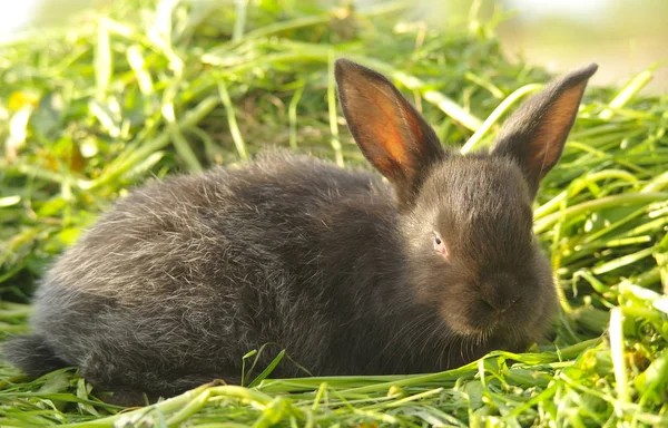 Schwarzes Kaninchen Auf Grünem Gras — Stockfoto