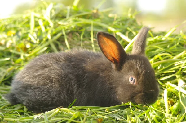 Black Rabbit Green Grass — Stock Photo, Image
