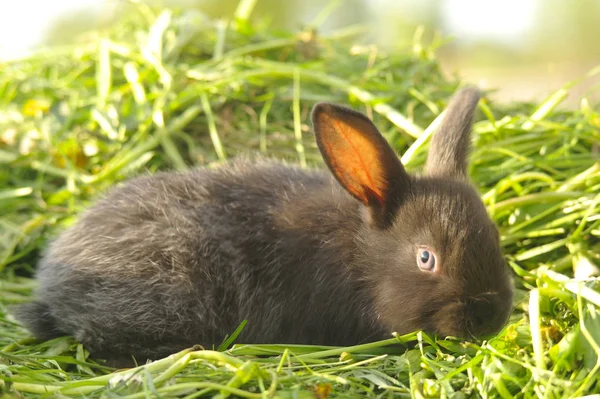 Zwarte Konijn Groen Gras — Stockfoto