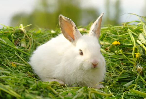 Divertido Bebé Conejo Blanco Hierba — Foto de Stock