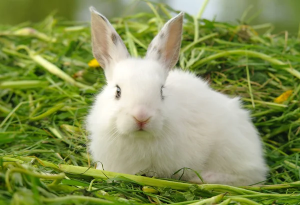 Divertido Bebé Conejo Blanco Hierba —  Fotos de Stock