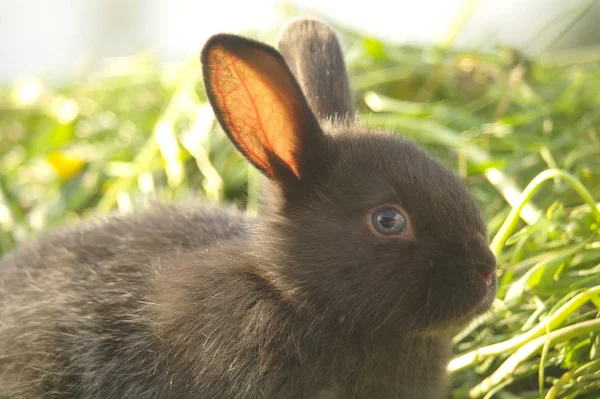 Zwarte Konijn Groen Gras — Stockfoto