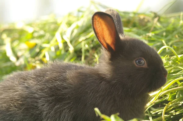 Zwarte Konijn Groen Gras — Stockfoto