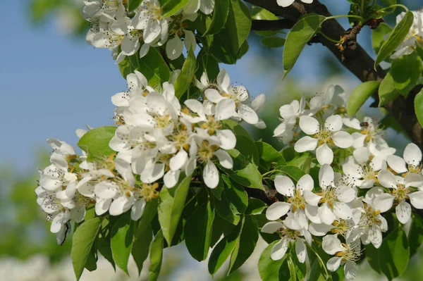 Flowering Branch Pear Blue Sky — Stock Photo, Image