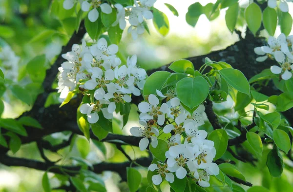 Blooming Branch Pear Tree Spring — Stock Photo, Image