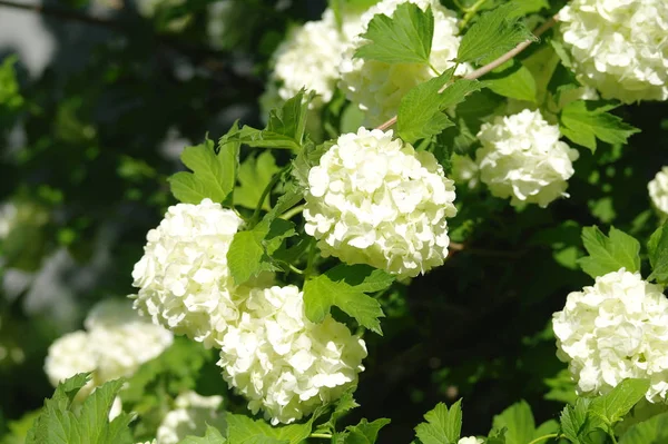 Flores Blancas Perfumadas Sobre Fondo —  Fotos de Stock