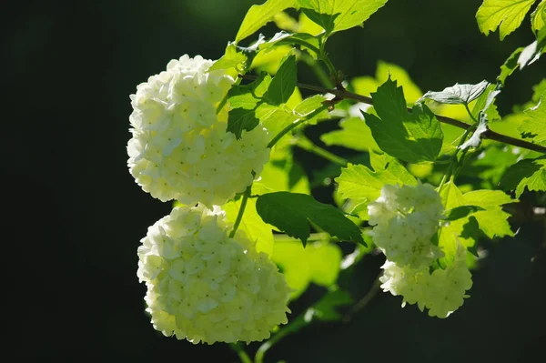 Weiße Duftende Blumen Vor Hintergrund — Stockfoto