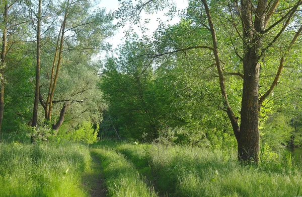 Primavera Natureza Linda Paisagem Parque Com Grama Verde Árvores — Fotografia de Stock