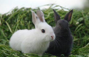 siyah ve beyaz tavşan çim. portre.