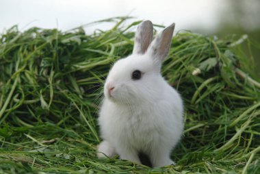 Beyaz tavşan çim. portre.