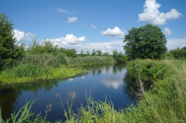 Orman ağaçları ile yaz Nehri.