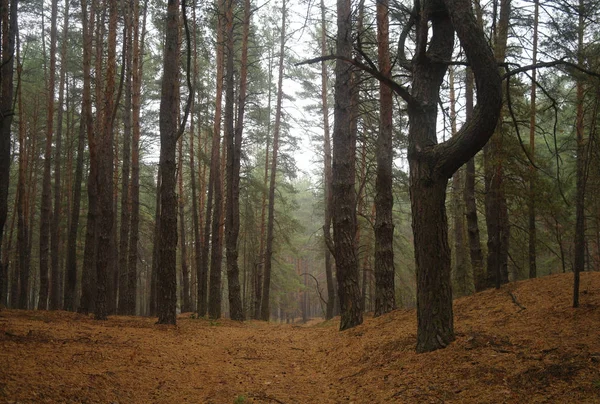 Forêt automnale par un matin de novembre brumeux — Photo
