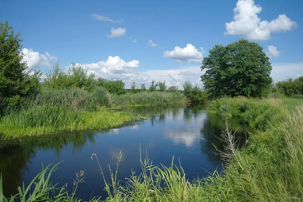 Lato Nad Rzeką Pobliżu Lasu Drzew — Zdjęcie stockowe