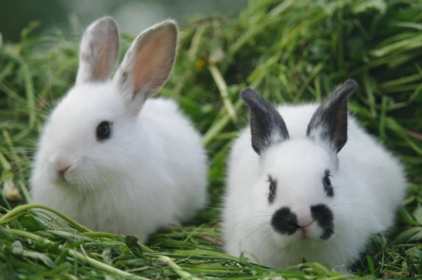 Twee Witte Konijnen Het Gras Closeup Stockfoto