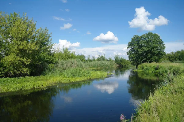 Lato Nad Rzeką Pobliżu Lasu Drzew — Zdjęcie stockowe