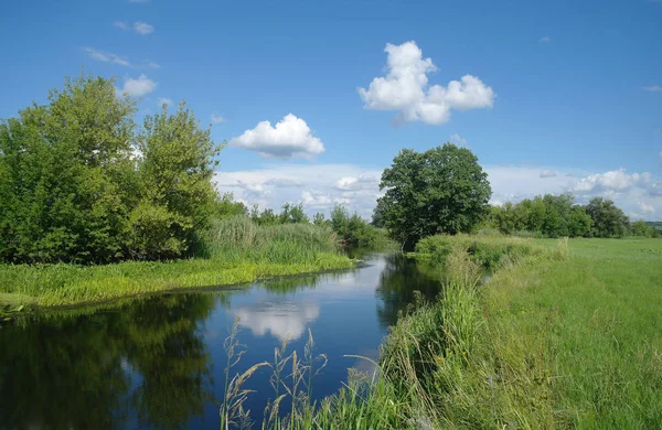 Sommar Floden Nära Skogen Med Träd — Stockfoto