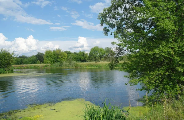 Yaz göl kenarında ormanın ağaçları ile.