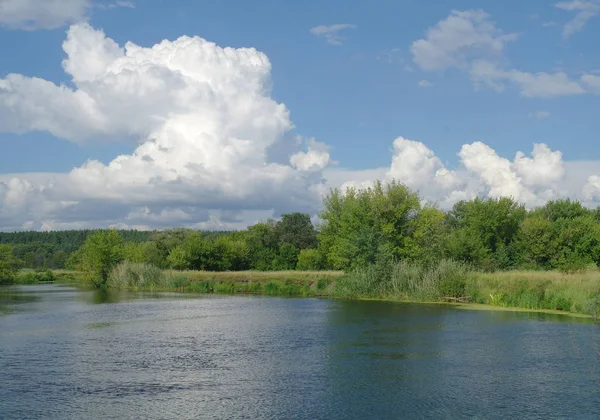 Zomer meer in de buurt van het bos met bomen. — Stockfoto