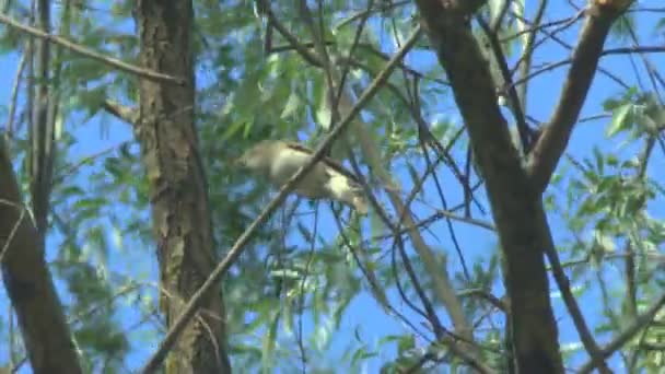 Sprosser ou Grive rossignol assis sur une branche et chante une chanson 