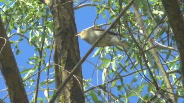 Sprosser ou Grive rossignol assis sur une branche et chante une chanson 