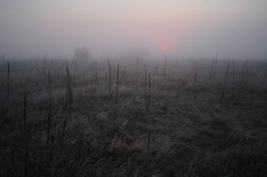 frost soğuk sisli sabah ile ormanın yakınındaki çayır kuru çim kaplı.