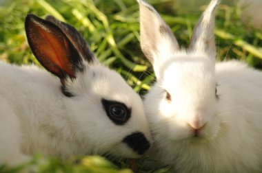 Beyaz bebeği tavşan çim.