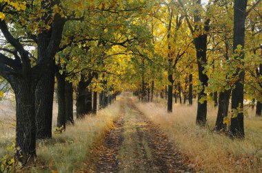 Sonbahar ormanda güneş ışığı. Sonbahar manzara.