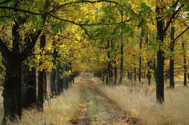 Sonbahar ormanda güneş ışığı. Sonbahar manzara.