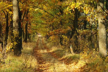 Sonbahar ormanda güneş ışığı. Sonbahar manzara.