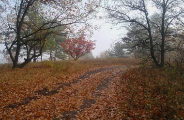 Sisteki sonbahar ülkede yol