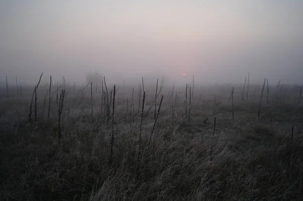 在森林附近干草地覆盖着霜冷有雾的早晨 — 图库照片