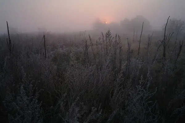 Dry Grass Meadow Woods Covered Frost Cold Foggy Morning — Stock Photo, Image